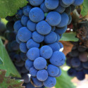 Cabernet Sauvignon Grapevine (Vitis vinifera 'Cabernet Sauvignon') INDOOR GROWN + CLASSIC CLARET WINE VARIETY
Wine Grape. **FREE UK MAINLAND DELIVERY + FREE 100% TREE WARRANTY**